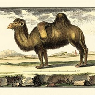 Diderot Camel