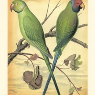 Cassell's Parrots III