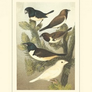 Cassel's Petite Songbirds IV