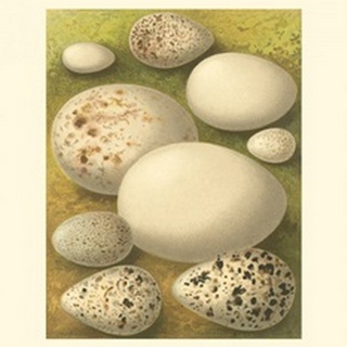 Bird Egg Collection III