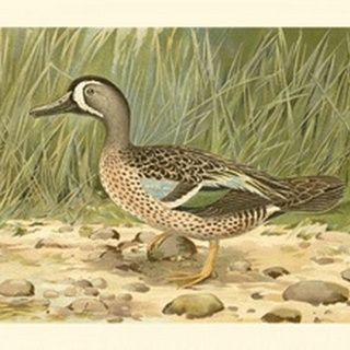 Blue-wing Teal