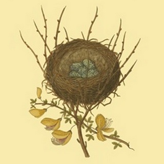 Antique Bird's Nest II