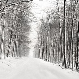 A Snowy Walk III
