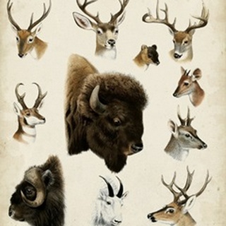 Western Animal Species I