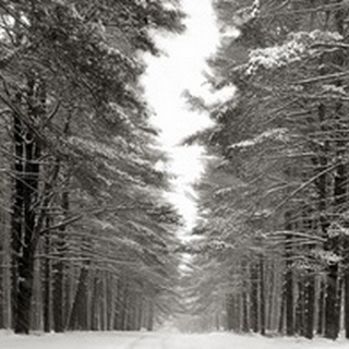 A Snowy Walk IV