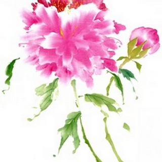 Peonies in Pink I