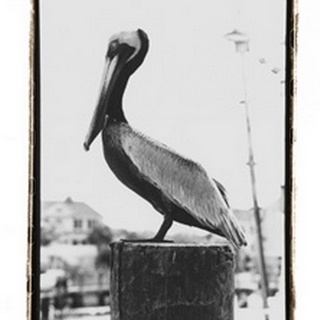 Pelican Perch