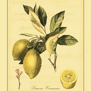 Petite Tuscan Fruits II