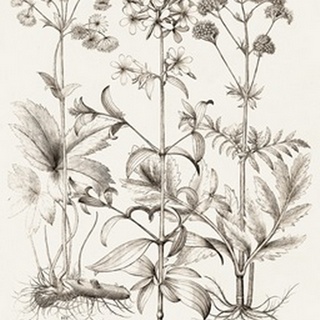 Sepia Besler Botanicals VII