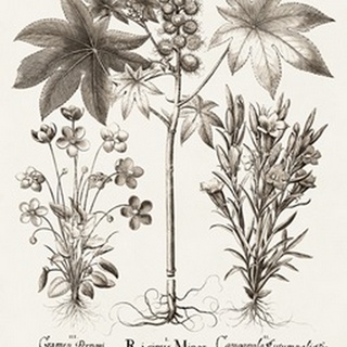 Sepia Besler Botanicals VI
