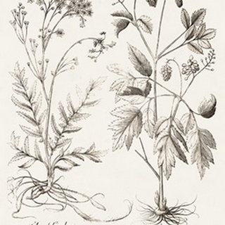 Sepia Besler Botanicals VIII