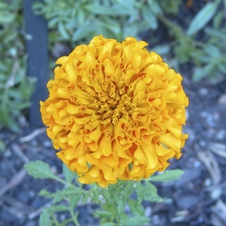 Marigold I