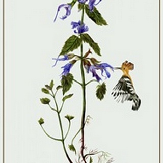 Salvia Miltiorrhiza II