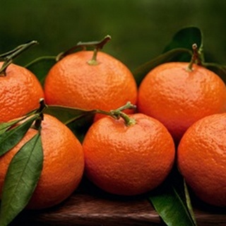 Satsuma Tangerines II