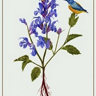 Salvia Miltiorrhiza I
