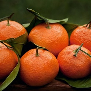 Satsuma Tangerines I