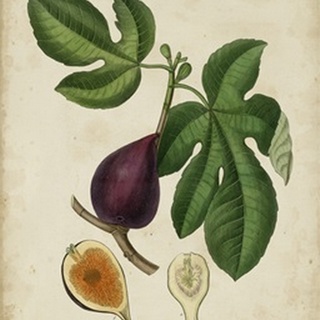 Non-Embellished Antique Fig Tree