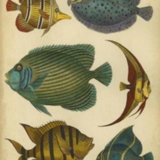 Non-Emb. Goldsmith's Spinous Fishes