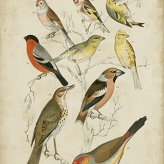 Non-Embellished Avian Gathering II