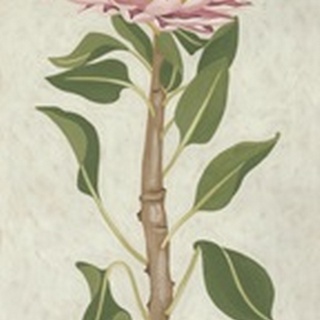 Non-Embellished Protea I