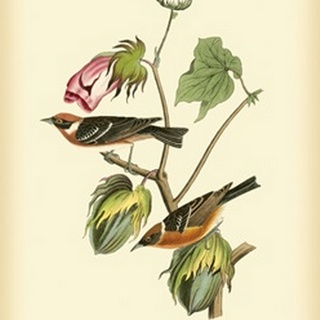 Bay Breasted Wood-Warbler