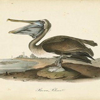 Audubon's Brown Pelican
