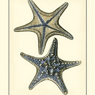 Antique Blue Starfish II
