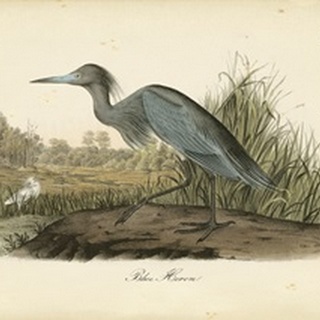 Audubon's Blue Heron