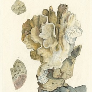 Antique Coral IV