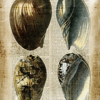 Antiquarian Seashells III