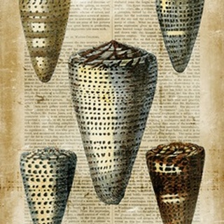 Antiquarian Seashells IV