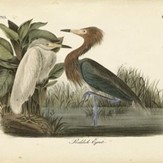 Audubon's Reddish Egret