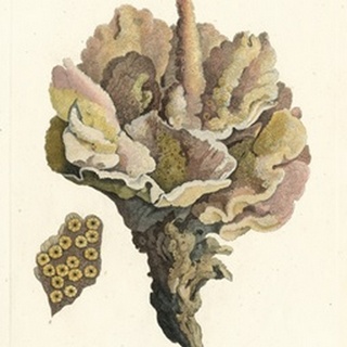 Antique Coral III