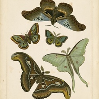 Antique Entomology II