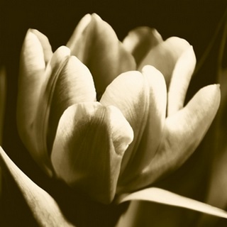 Sepia Tulip I