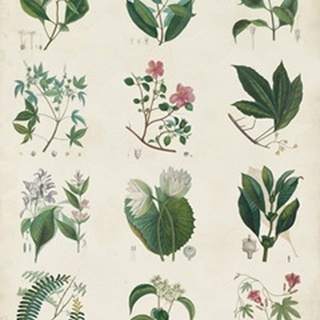 Botanical Schema I