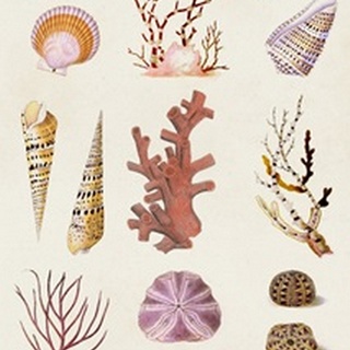 Coral & Shell Collage II