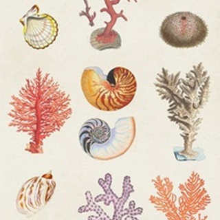 Coral & Shell Collage I