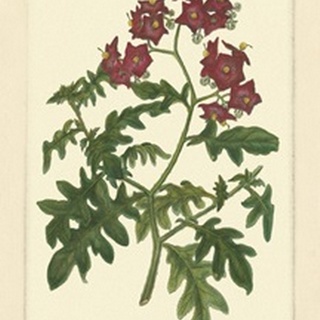 Red Curtis Botanical III
