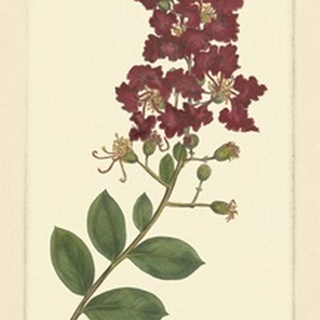 Red Curtis Botanical II