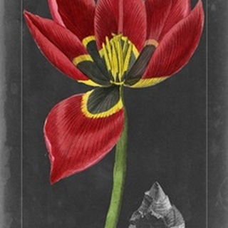 Midnight Tulip II
