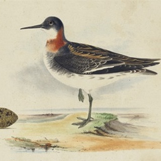 Meyer Shorebirds II