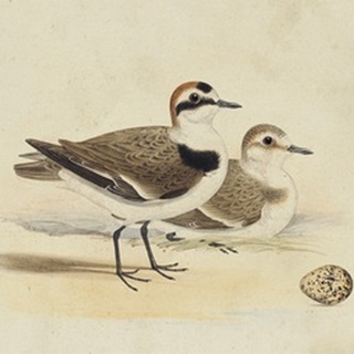 Meyer Shorebirds V