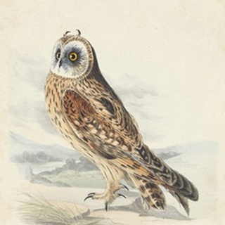 Meyer Hawk Owl