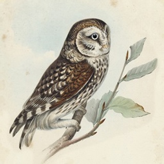 Meyer Little Owl