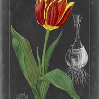 Midnight Tulip IV
