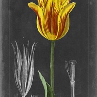 Midnight Tulip V