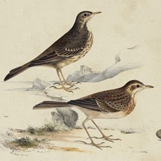 Meyer Shorebirds VI