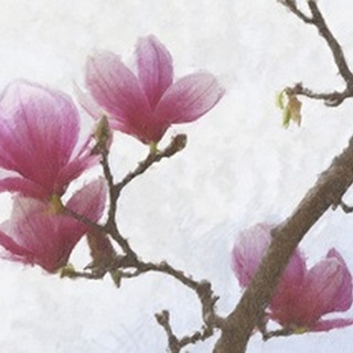 Painted Magnolias I