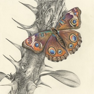 Majestic Butterfly II